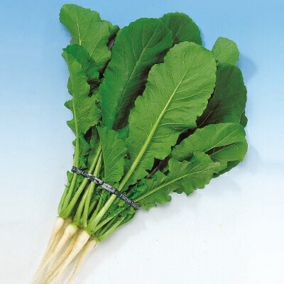 ダイコン種 【 F1万緑 】 2dL （栽培用 種子 大根 だいこん 中原）