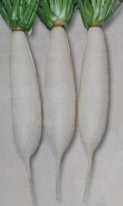 ダイコン種 【 おふくろ 】 2dL （栽培用 種子 大根 だいこん 生産者向け タキイ）