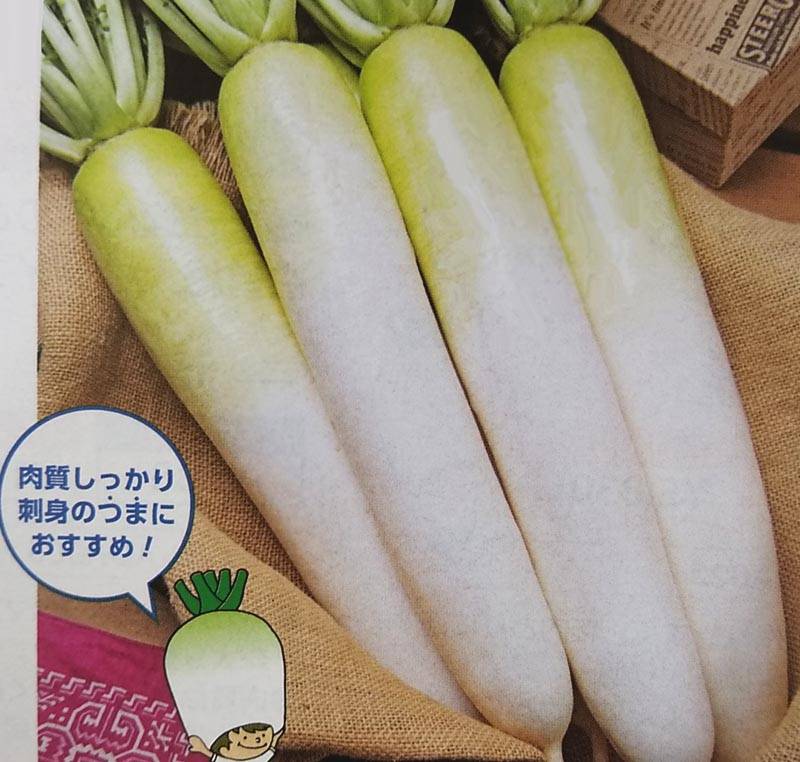 ダイコン種 【 夏の翼 】 20ml （栽培用 種子 大根 だいこん タキイ）