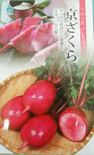 ※発芽率保証期限2026年5月末まで　ダイコン種 【 京ざくら 】 小袋 （栽培用 種子 だいこん 大根 丸種）