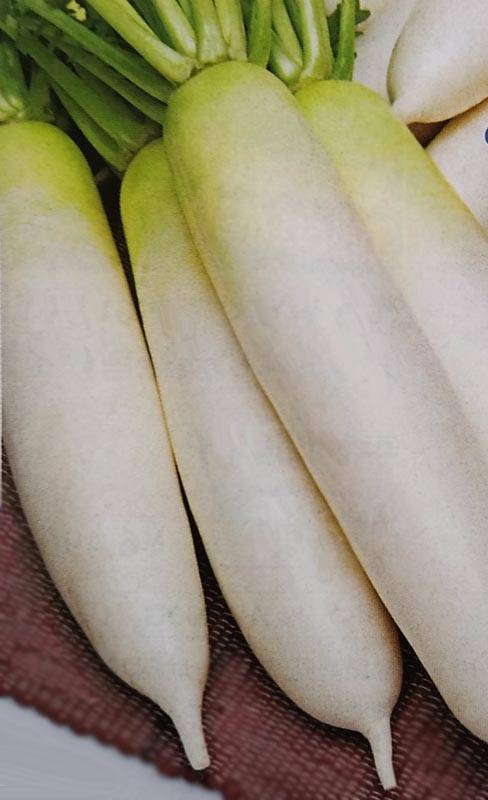 ダイコン種 【 秋の翼 】 2dL （栽培用 種子 大根 だいこん 生産者向け タキイ）