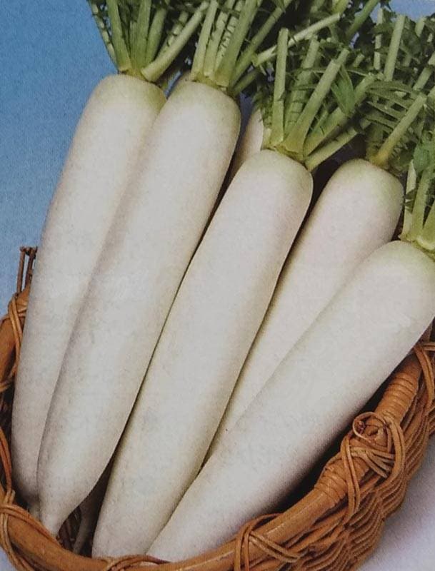 ダイコン種 【 秋神楽 】 2dL （栽培用 種子 大根 だいこん 生産者向け タキイ）