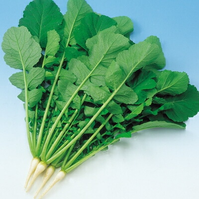 ダイコン種 【 青緑大根 】 小袋 （栽培用 種子 大根 だいこん 中原）