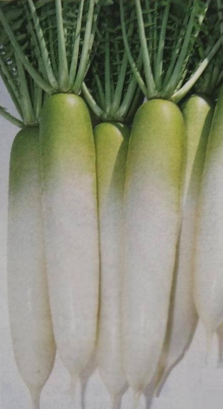 ダイコン種 【 千都 】 2dL （栽培用 種子 大根 だいこん 生産者向け タキイ）