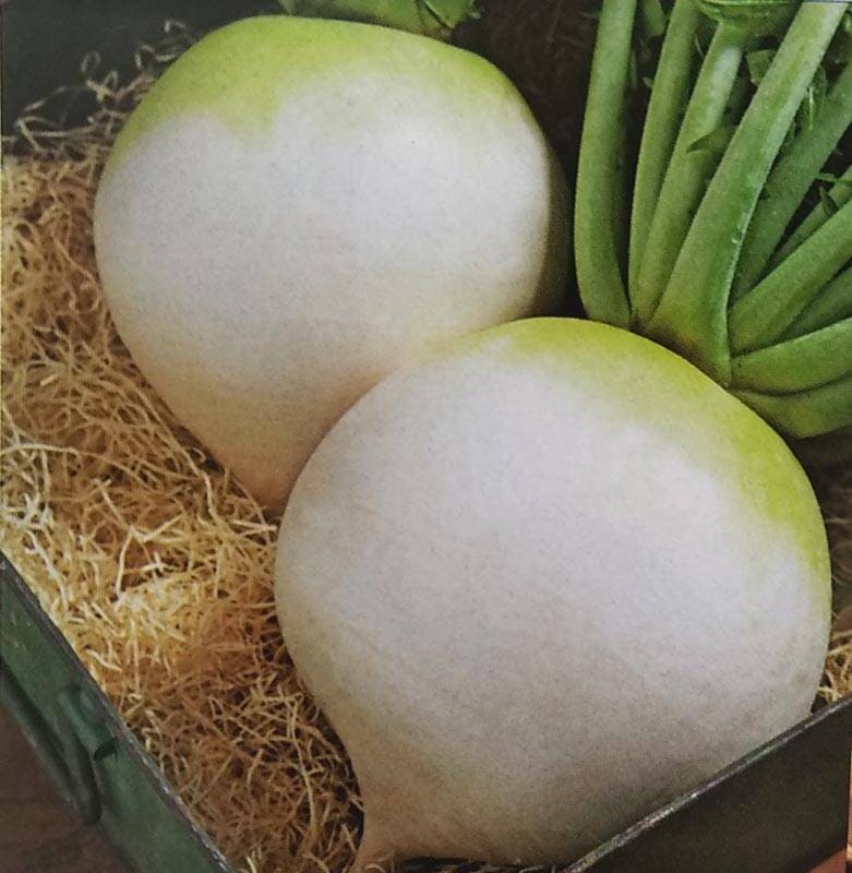 ダイコン種 【 早太り聖護院 】 2dL （栽培用 種子 大根 だいこん 生産者向け タキイ）