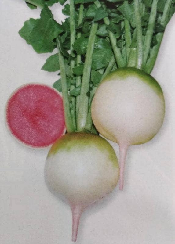 ※発芽率保証期限2026年4月末まで<br>ダイコン種 【 長安青丸紅心 】 GF小袋 （栽培用 種子 大根 だいこん タキイ）