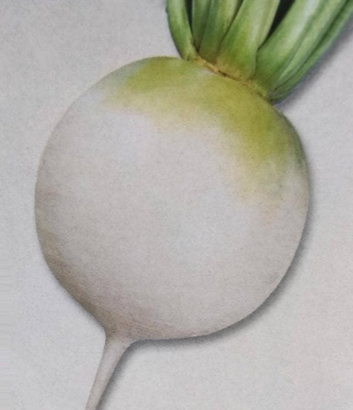 ※秋種予約　6月下旬頃から順次発送　ダイコン種 【 冬どり聖護院 】 2dL （栽培用 種子 大根 だいこん 生産者向け タキイ）