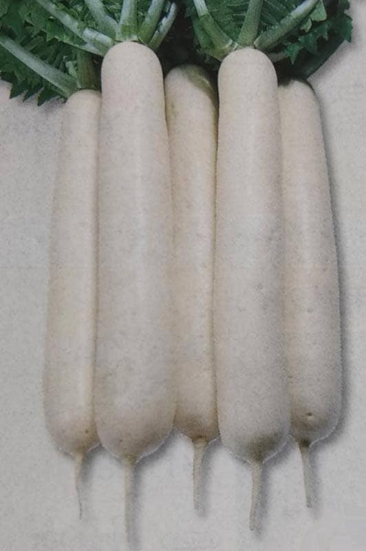 ダイコン種 【 冬どり大蔵 】 2dL （栽培用 種子 大根 だいこん 生産者向け タキイ）