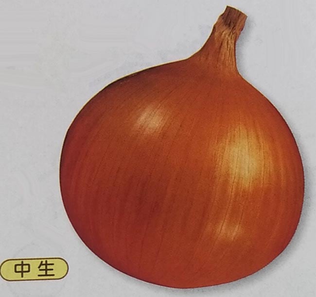 ※8月新種入荷後発送　タマネギ種 【 O・K黄 】 20ml （栽培用 種子 たまねぎ 玉ねぎ 玉ネギ 玉葱 タキイ）