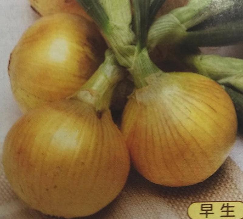 ※8月入荷後発送　タマネギ種 【 ソニック 】 DF小袋 （栽培用 種子 たまねぎ 玉ねぎ 玉ネギ 玉葱 タキイ）