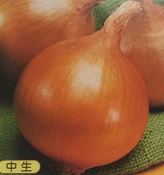 ※8月新種入荷後発送　タマネギ種 【 ターボ 】 DF小袋 （栽培用 種子 たまねぎ 玉ねぎ 玉ネギ 玉葱 タキイ）