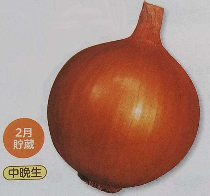 タマネギ種 【 パワー 】 2dL （栽培用 種子 たまねぎ 玉ねぎ 玉ネギ 玉葱 生産者向け タキイ）