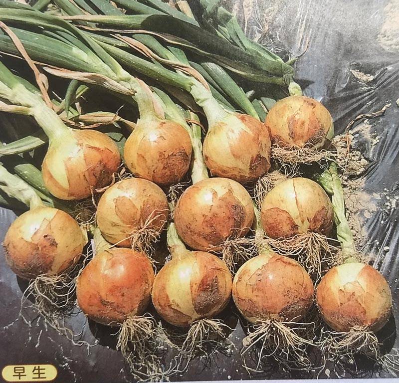 タマネギ種 【 ボルト 】 2dL （栽培用 種子 たまねぎ 玉ねぎ 玉ネギ 玉葱生産者向け タキイ）