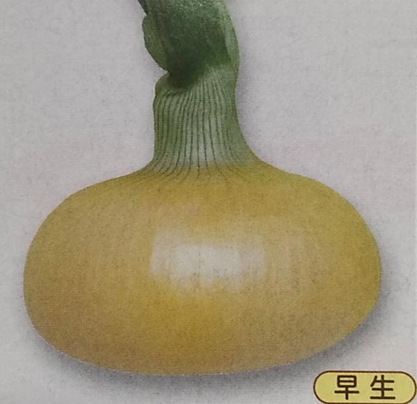 ※8月新種入荷後発送　タマネギ種 【 マッハ 】 20ml （栽培用 種子 たまねぎ 玉ねぎ 玉ネギ 玉葱 タキイ）