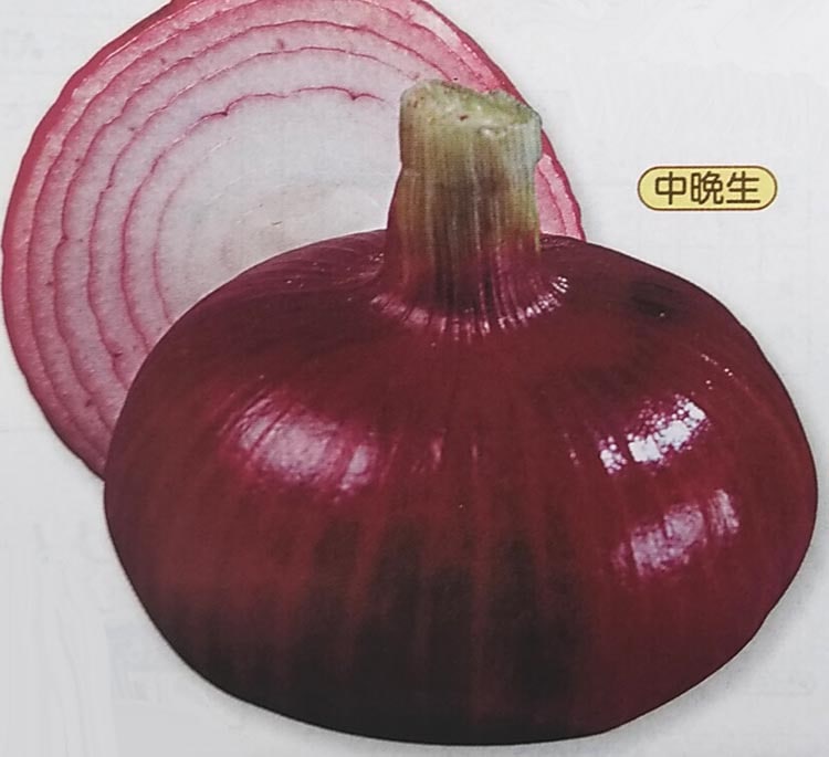 タマネギ種 【 猩々赤 】 DF小袋 （しょうじょうあか 栽培用 種子 たまねぎ 玉ねぎ 玉ネギ 玉葱 タキイ）