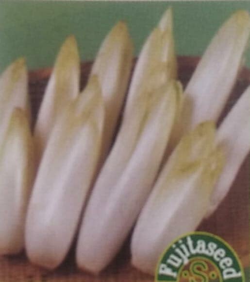 チコリ種 【 チコリー F1 ポルシェOG 】 小袋 （栽培用 種子 藤田）