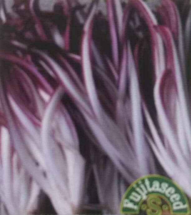 チコリ種 【 赤チコリ タルディーボ 】 小袋 （栽培用 種子 藤田）