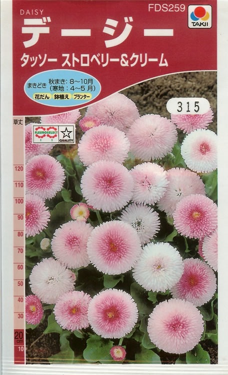 デージー種 【 タッソー ストロベリー＆クリーム 】 小袋 （栽培用 種子 花 タキイ）