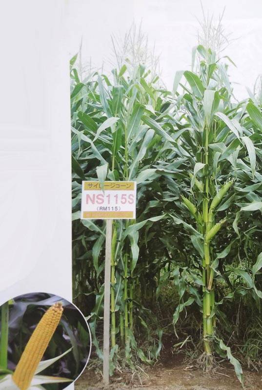 トウモロコシ種 【 サイレージコーン NS115スーパー 】 50000粒 （牧草種子 飼料用 玉蜀黍種 カネコ）