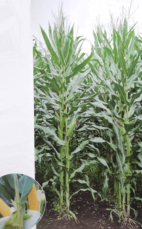 とうもろこしページ P2088（パイオニア118日） | 種苗/農業資材の販売と土壌/植物