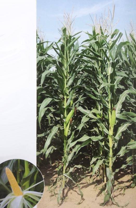 トウモロコシ種 【 サイレージコーン NS125スーパー 】 50000粒 （牧草種子 飼料用 玉蜀黍種 カネコ）