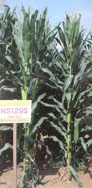 トウモロコシ種 【 サイレージコーン NS129スーパー 】 50000粒 （牧草種子 飼料用 玉蜀黍種 カネコ）