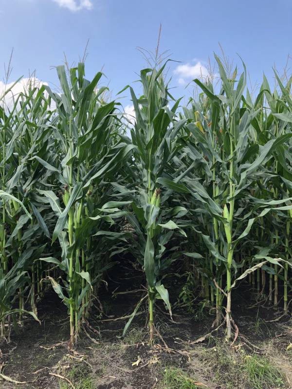トウモロコシ種 【 スノーデント110 】 3500粒 （栽培用 種子 とうもろこし 玉蜀黍 牧草 飼料 雪印）（品種名：LG30500）