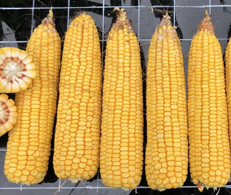 トウモロコシ種 【 スノーデント115 】 3500粒 （栽培用 種子 とうもろこし 玉蜀黍 牧草 飼料 雪印）（品種名：LG31.588）