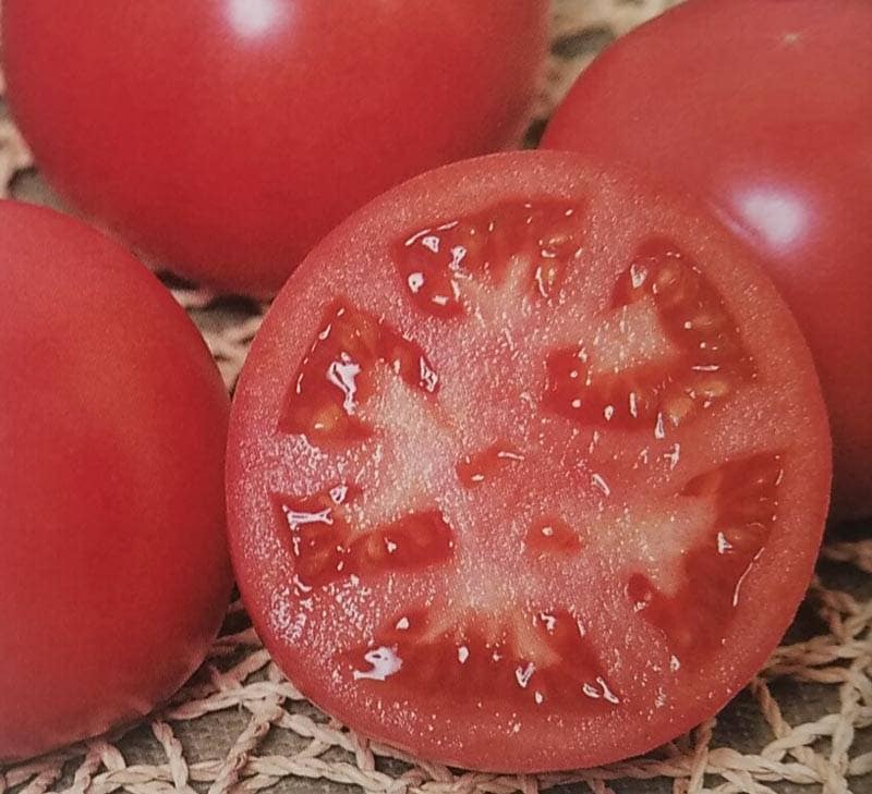 トマト種 【 麗旬 】 PRIMAX種子 1000粒 （栽培用 種子 生産者向け サカタ）