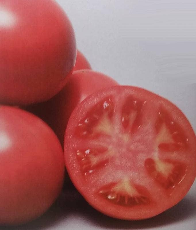 トマト種 【 麗妃 】 PRIMAX種子 1000粒 （栽培用 種子 生産者向け サカタ）