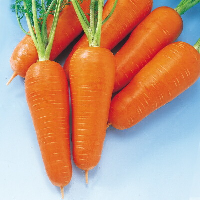 ニンジン種 【 F1紅あかね 】 20ml （栽培用 種子 人参 にんじん 生産者向け 中原）