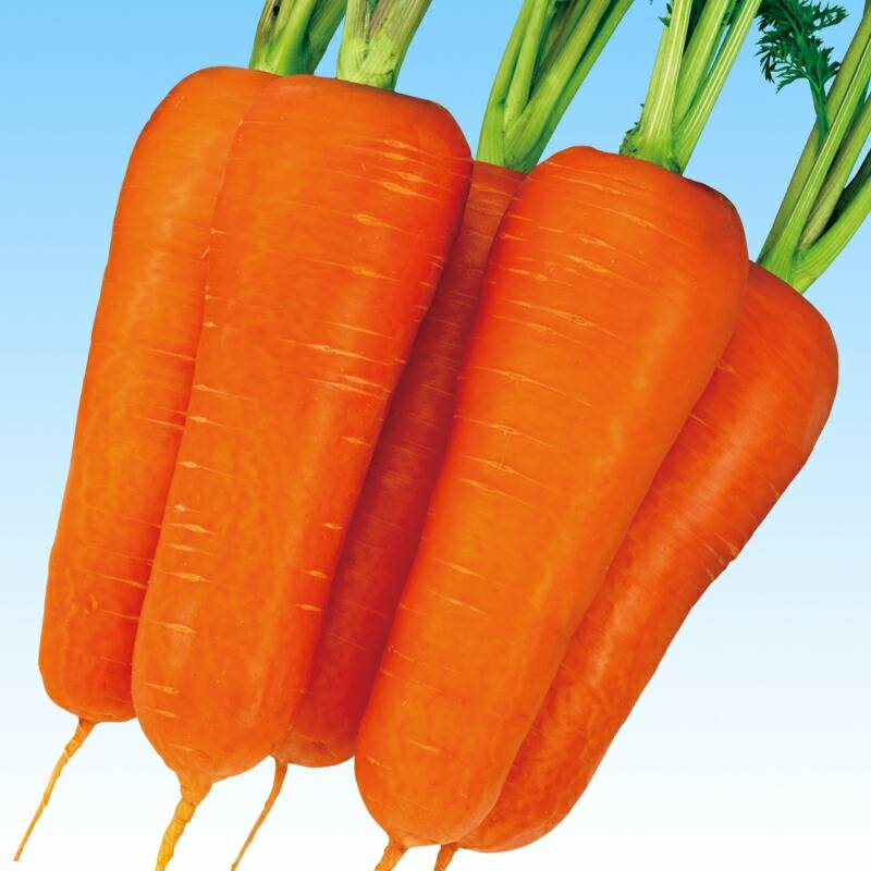 ニンジン種 【 F1朱紅五寸 】 2dL （栽培用 種子 人参 にんじん 生産者向け 中原）