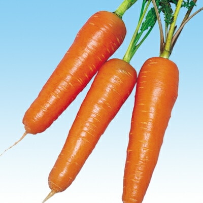 ニンジン種 【 F1春あかね 】 2dL （栽培用 種子 人参 にんじん 生産者向け 中原）