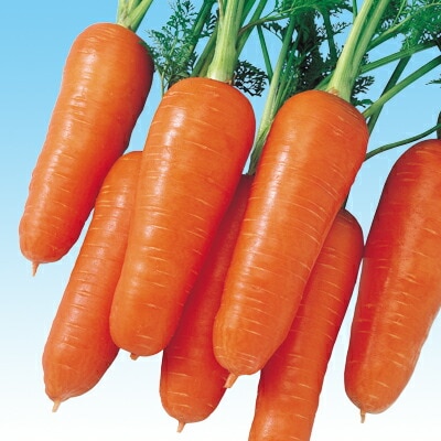 ニンジン種 【 F1初あかね 】 小袋 （栽培用 種子 人参 にんじん 生産者向け 中原）