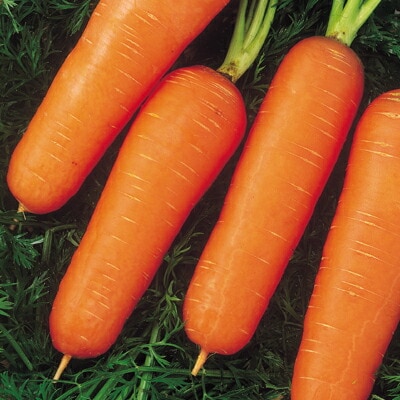 ニンジン種 【 F1福あかね 】 小袋 （栽培用 種子 人参 にんじん 生産者向け 中原）