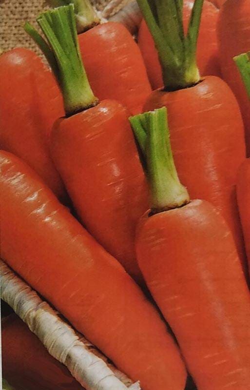 ニンジン種 【 オランジェ 】 ペレット種子 1万粒 （栽培用 種子 にんじん 人参 シロムタルカス 生産者向け タキイ）