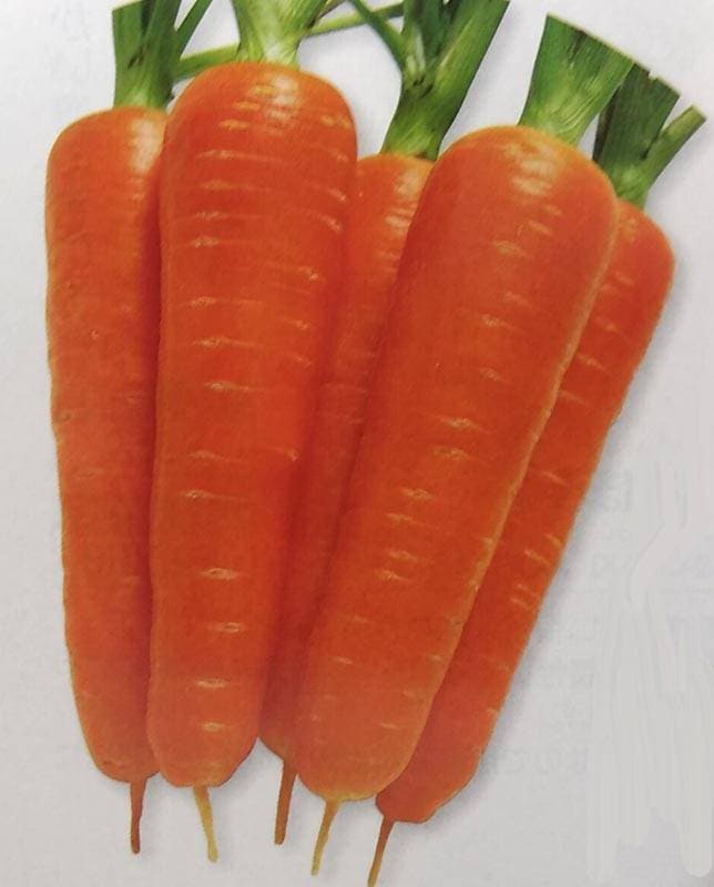 ※発芽率保証期限2025年10月末まで<br>ニンジン種 【 夏蒔鮮紅五寸 】 20ml （栽培用 種子 にんじん 人参 タキイ）