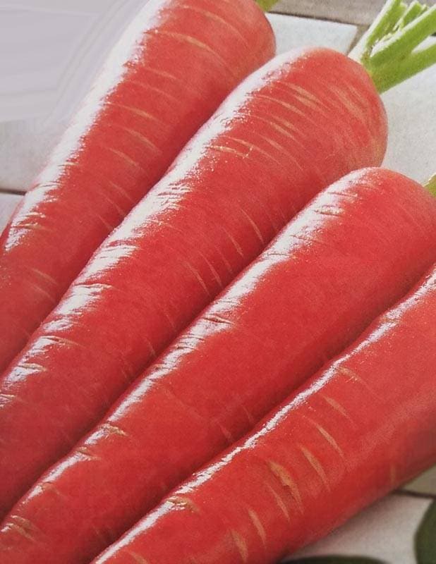 ニンジン種 【 京くれないEX 】 ペレット種子 1万粒 （栽培用 種子 にんじん 人参 生産者向け タキイ）