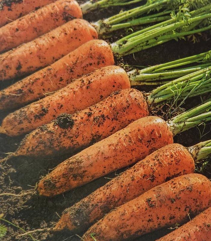 ニンジンの種 エマ ペレット1万粒 【楽天市場】ニンジン 種 愛紅 【コート 10000粒】 (1万粒) 住化農業資材 種 野菜 プロ向け 農家 セレクト にんじん 人参 ペレット 種  苗 野菜 タネ プロ向け 家庭菜園 たね 畑 種まき おいしい 畑仕事 送料無料 自然栽培野菜 種子 サラダ 野菜種子 キット 野菜種 ...