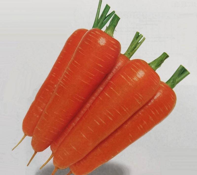 ニンジン種 【 陽州五寸 】 ペレット種子 1万粒 （栽培用 種子 にんじん 人参 生産者向け タキイ）