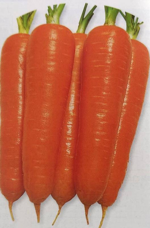 ニンジン種 【 陽明五寸 】 ペレット種子 1万粒 （栽培用 種子 にんじん 人参 生産者向け タキイ）