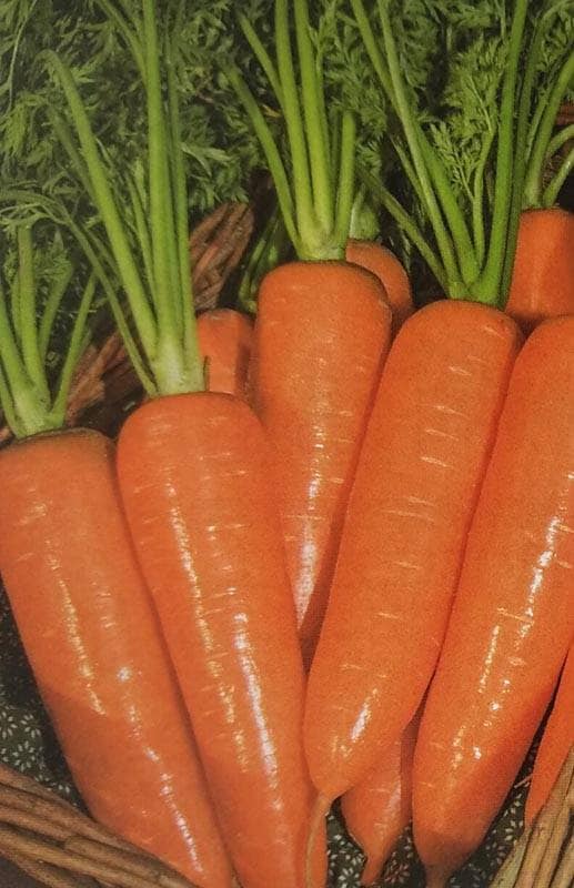 ニンジン種 【 翔馬 】 ペレット種子 1万粒 （栽培用 種子 にんじん 人参 生産者向け タキイ）