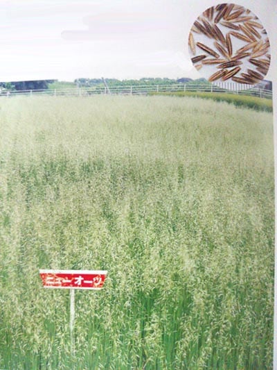 ★エンバク種 【 ニューオーツ 】 1kg （えんばく えん麦 エンバク 牧草種子 カネコ）