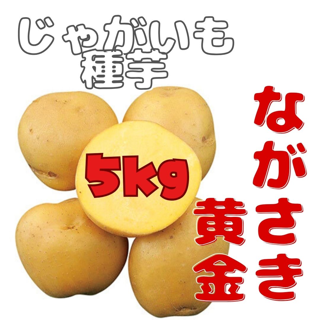 ※7月下旬～8月入荷後発送<br>ジャガイモ種芋 【 ながさき黄金 】 サイズ混合 5kg （栽培用 長崎黄金 ながさきこがね  春植え 秋植え 馬鈴薯 じゃがいも）（農林水産省登録品種 品種名：ながさき黄金 海外持ち出し禁止）★