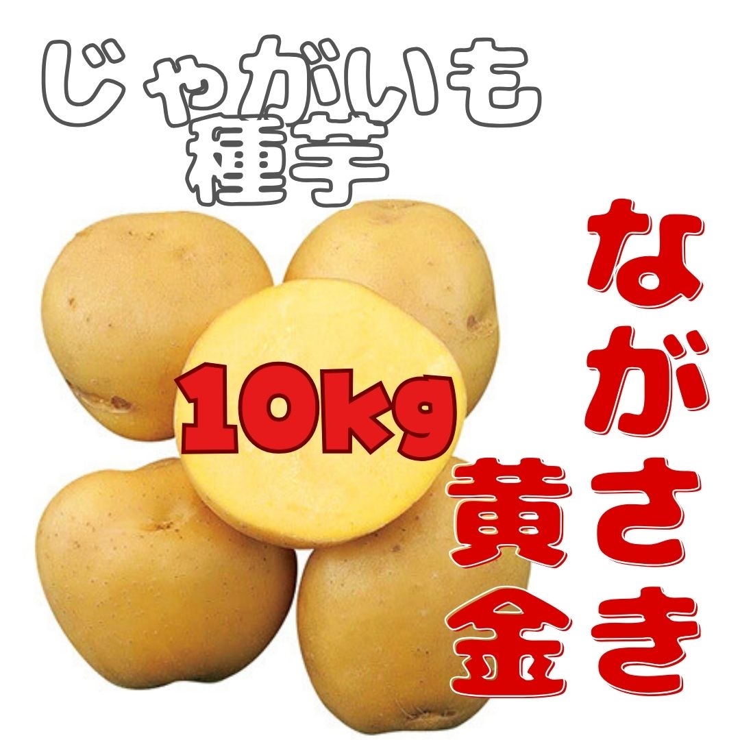※7月下旬～8月入荷後発送<br>ジャガイモ種芋 【 ながさき黄金 】 サイズ混合 10kg （栽培用 長崎黄金 ながさきこがね  春植え 秋植え 馬鈴薯 じゃがいも）（農林水産省登録品種 品種名：ながさき黄金 海外持ち出し禁止）★