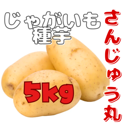 ※7月下旬～8月入荷後発送 じゃがいも種芋 【 さんじゅう丸（西海30号）】 サイズ混合 5kg（栽培用 種芋）（農林水産省登録品種 品種名：さんじゅう丸 海外持ち出し禁止 公示農水省HP参照）
