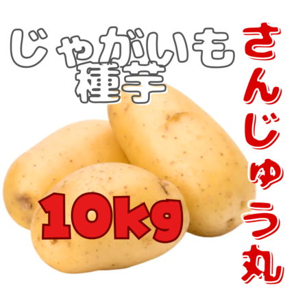 ※7月下旬～8月入荷後発送　じゃがいも種芋 【 さんじゅう丸（西海30号）】 サイズ混合 10kg（栽培用 種芋）（農林水産省登録品種 品種名：さんじゅう丸 海外持ち出し禁止 公示農水省HP参照）