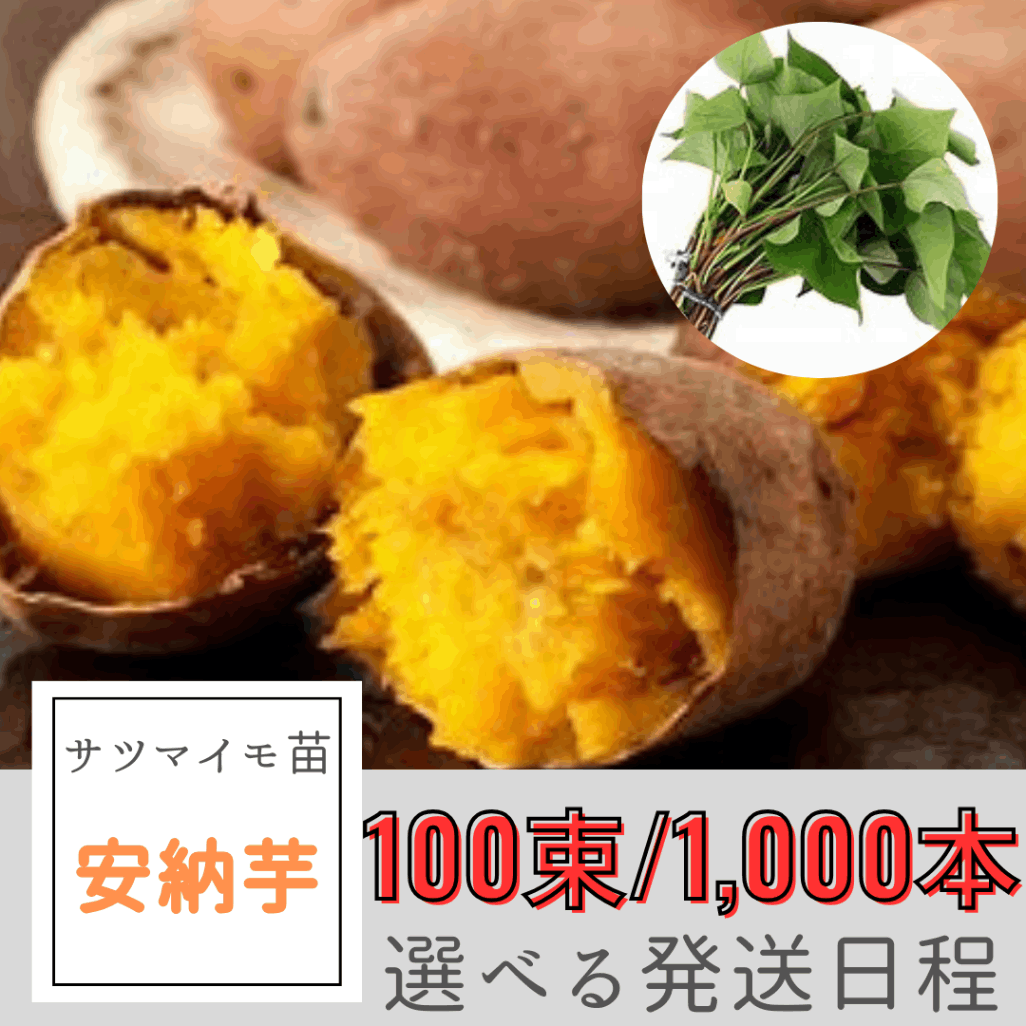 べにはるか芋苗100本 （Amazon.co.jp: さつまいも切苗 品種：紅