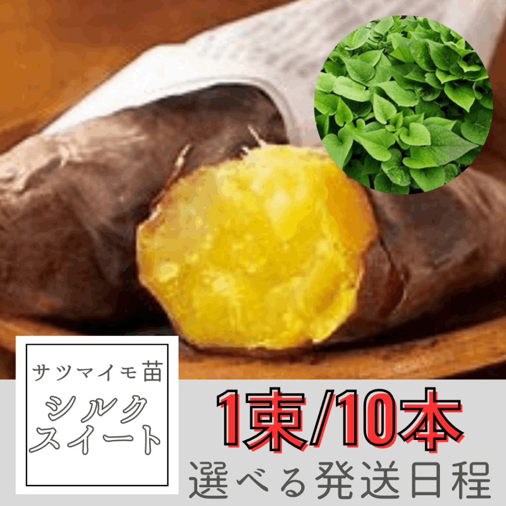 シルクスイート苗500本 シルクスイート芋苗500本