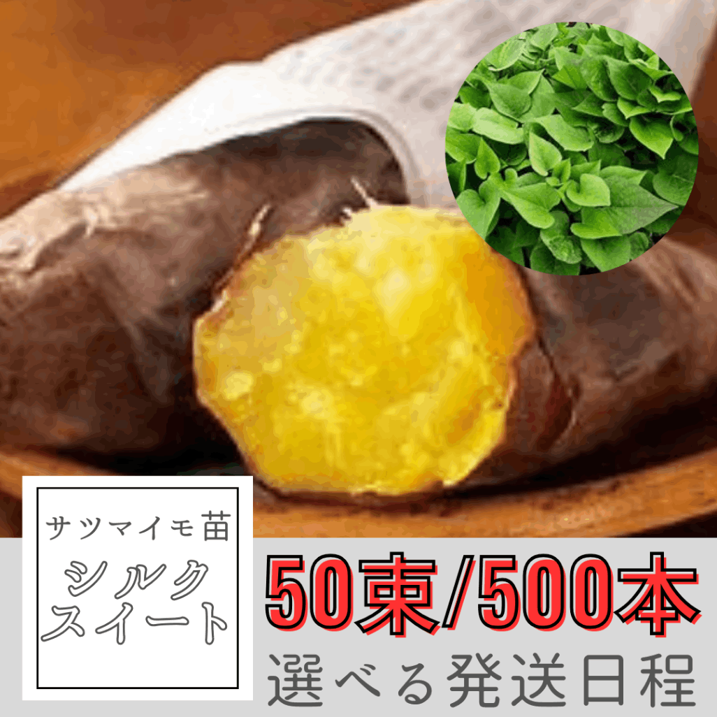 サツマイモ切苗 500本 ハロウィンスウィート サツマイモ切苗 500本 ハロウィンスウィート さつまいも苗【シルク